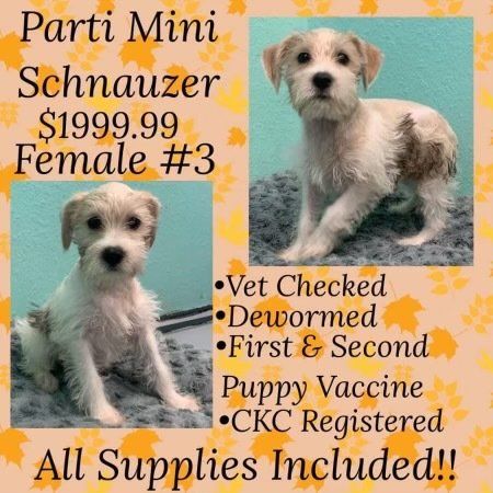 A parti mini schnauzer female puppy for sale
