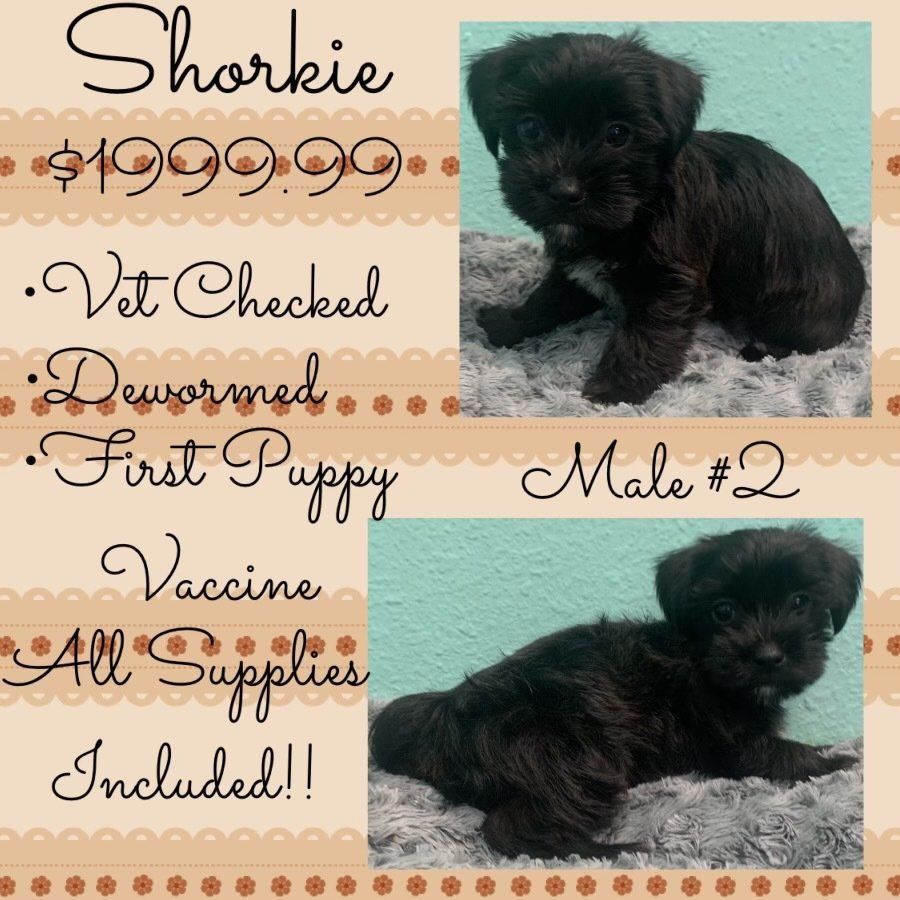 A poster for a puppy called sharkie