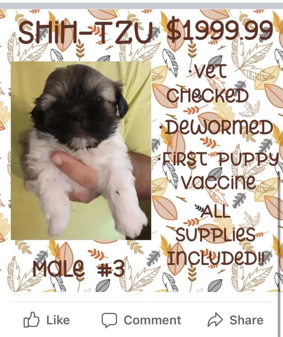 A shih tzu puppy is for sale for $ 199.99