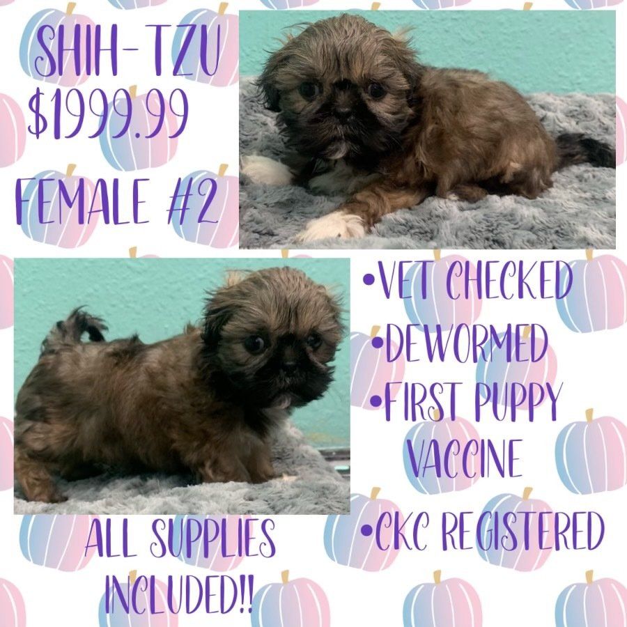 A shih tzu puppy is for sale for $ 199.99