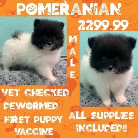 Pomeranian puppies for sale for 229.99 with all supplies included