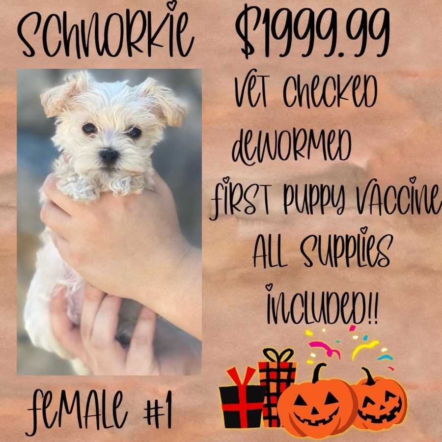 A person is holding a small white puppy in their hands