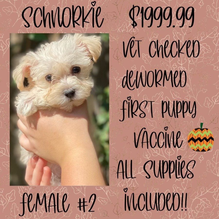 A person is holding a small white puppy in their hands.