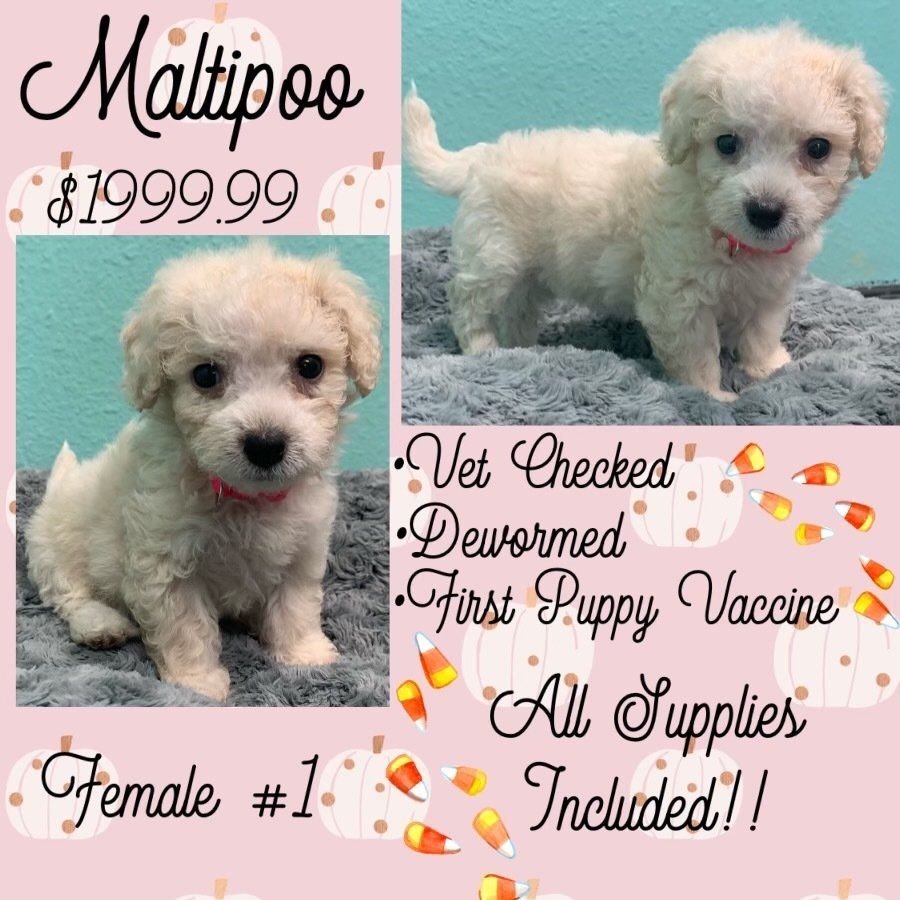 A small white puppy is for sale for $ 199.99.