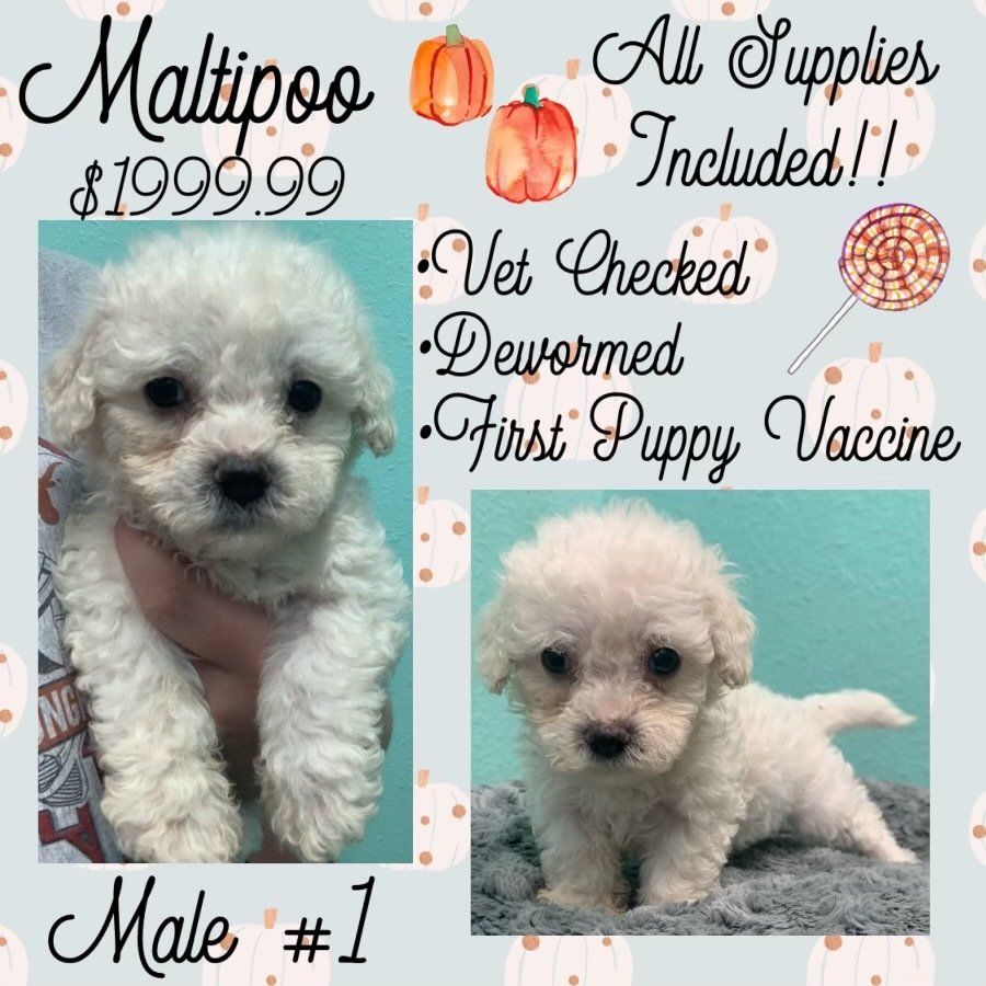 A small white puppy is for sale for $ 199.99