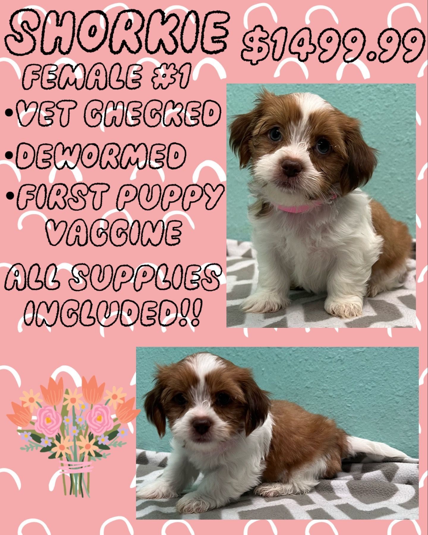 A brown and white puppy is for sale for $ 149.99