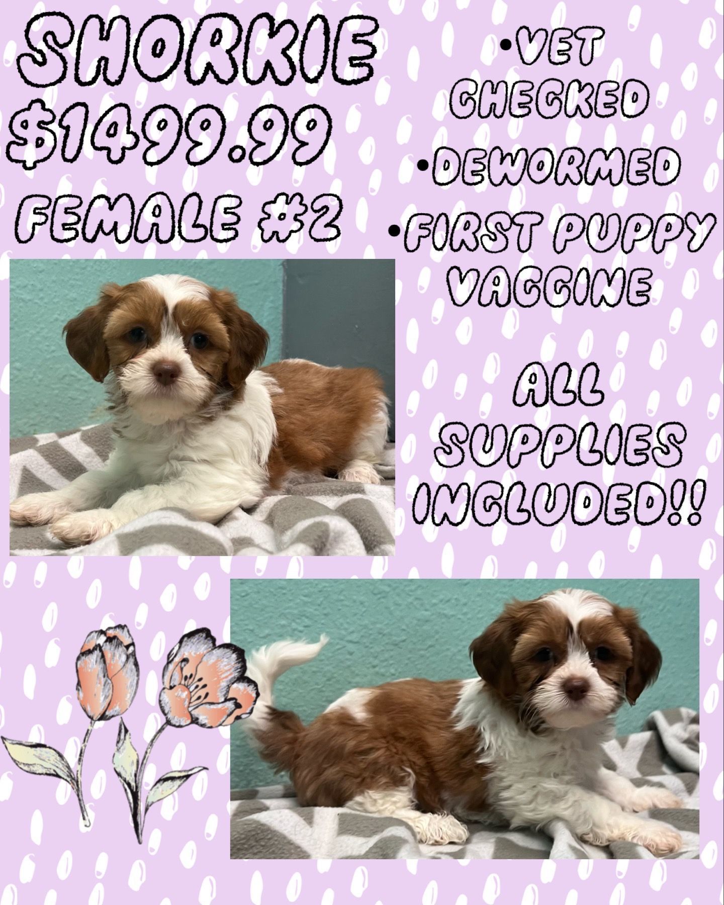 A brown and white puppy is laying on a blanket on a bed.