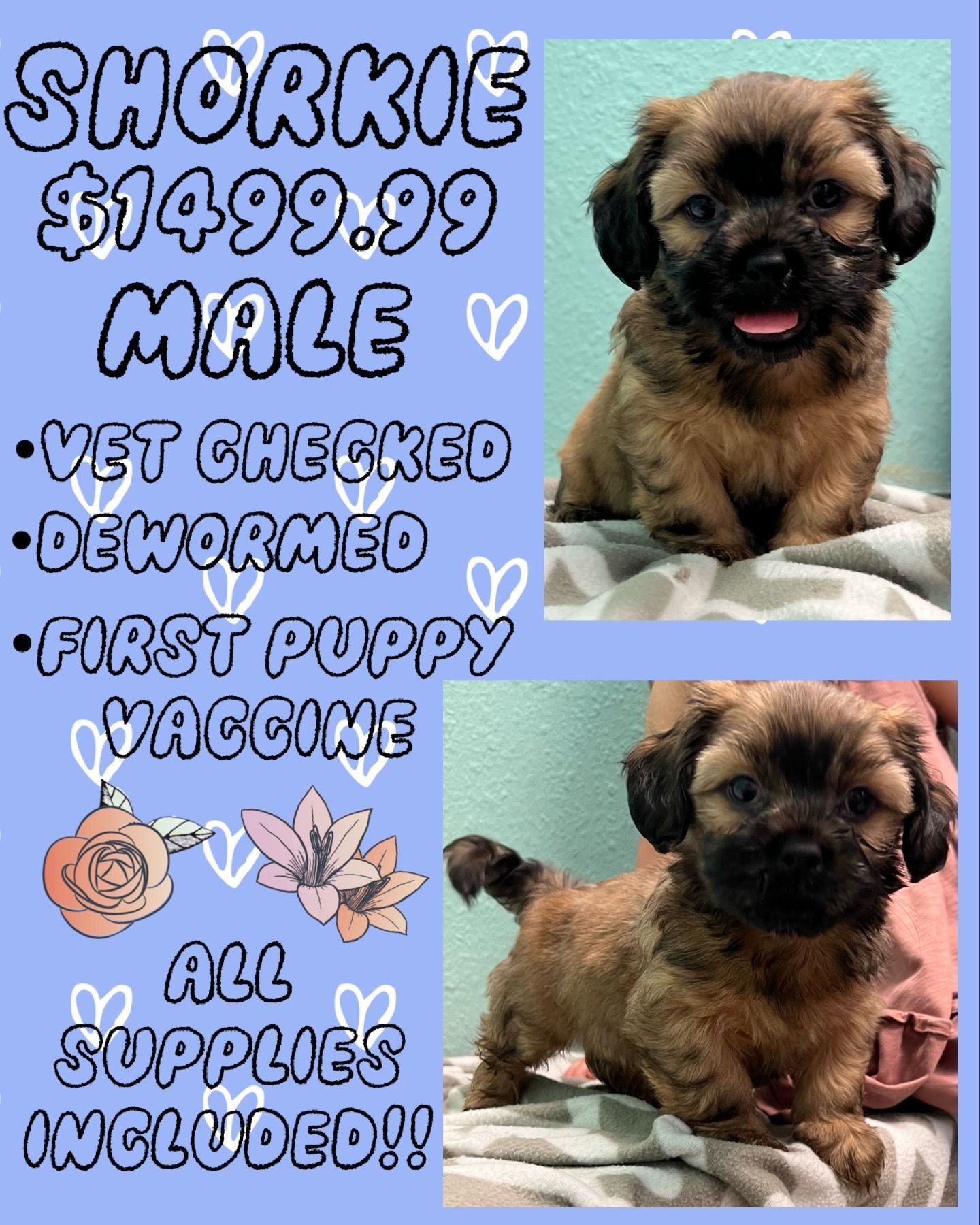 A small brown puppy is sitting on a bed.