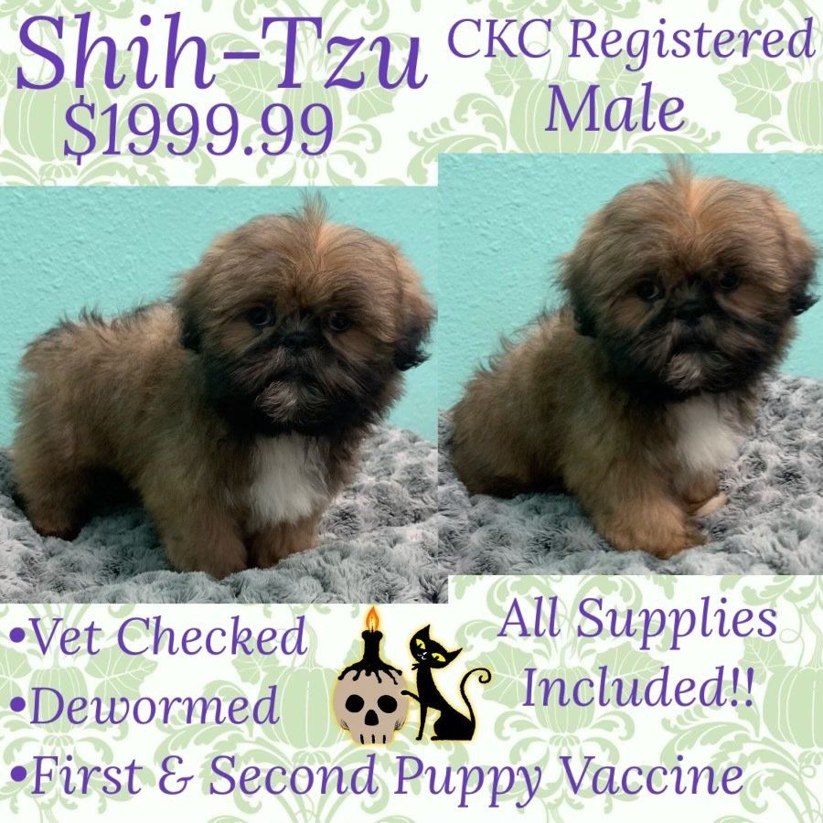 Two shih tzu puppies are for sale for $ 199.99