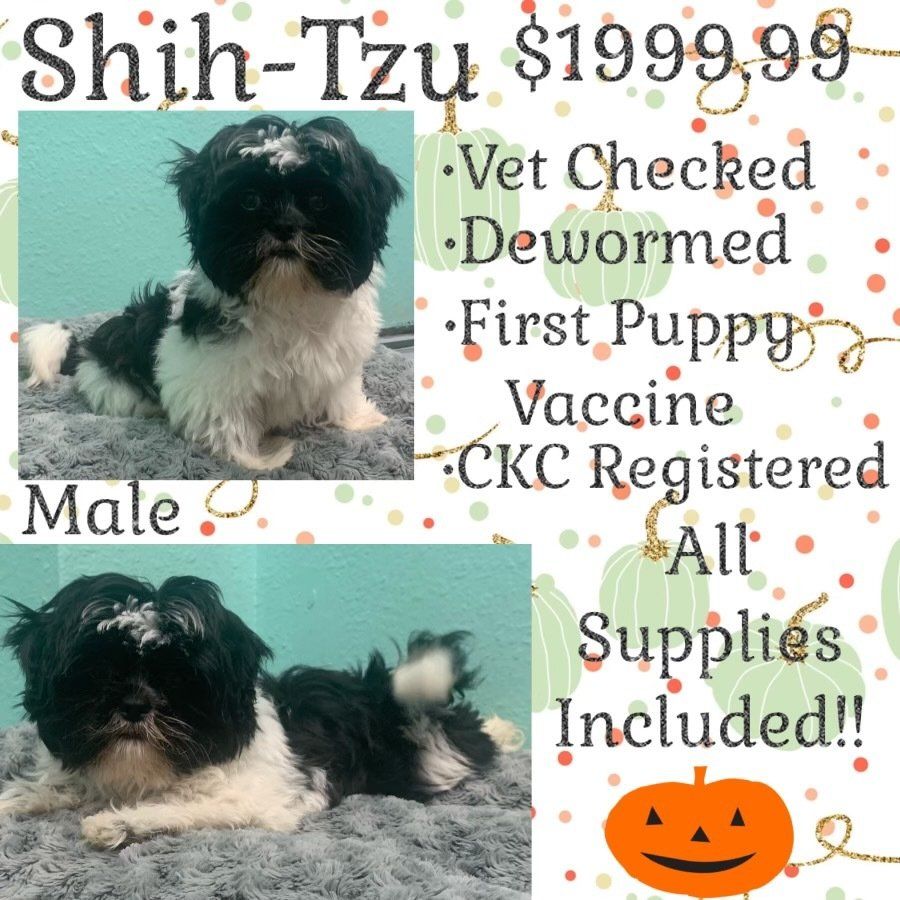 A shih-tzu puppy is for sale for $ 199.99