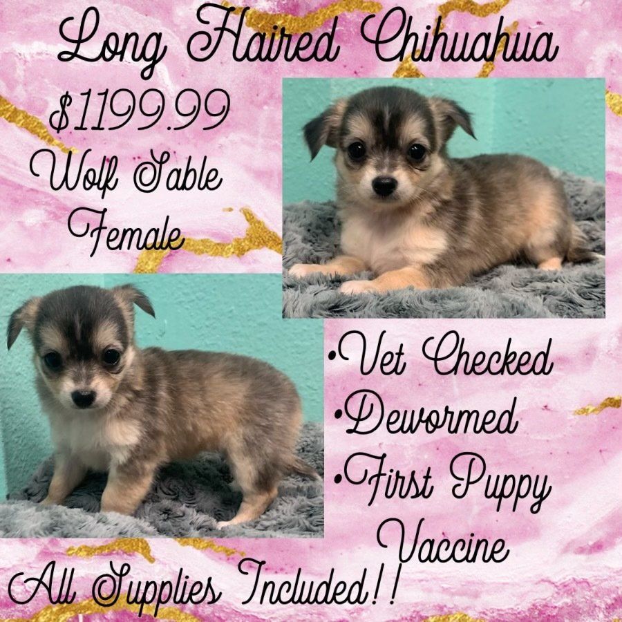 A long haired chihuahua puppy is for sale for $ 199.99