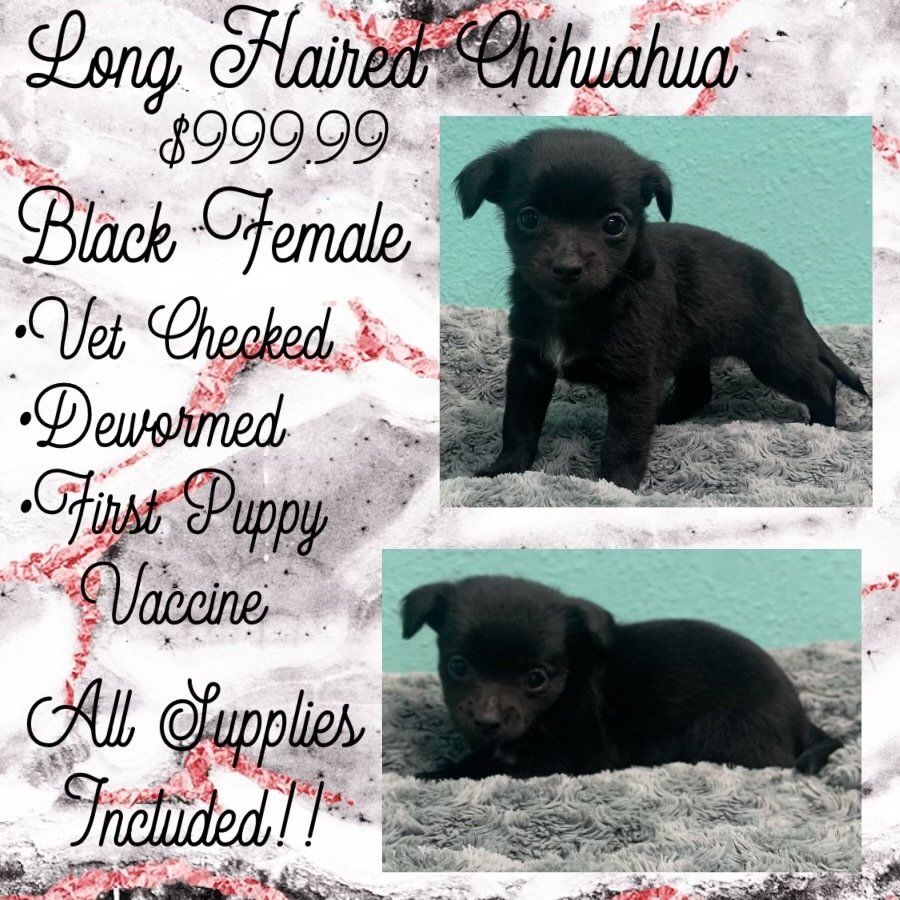 A long haired chihuahua puppy is for sale for $ 999.99