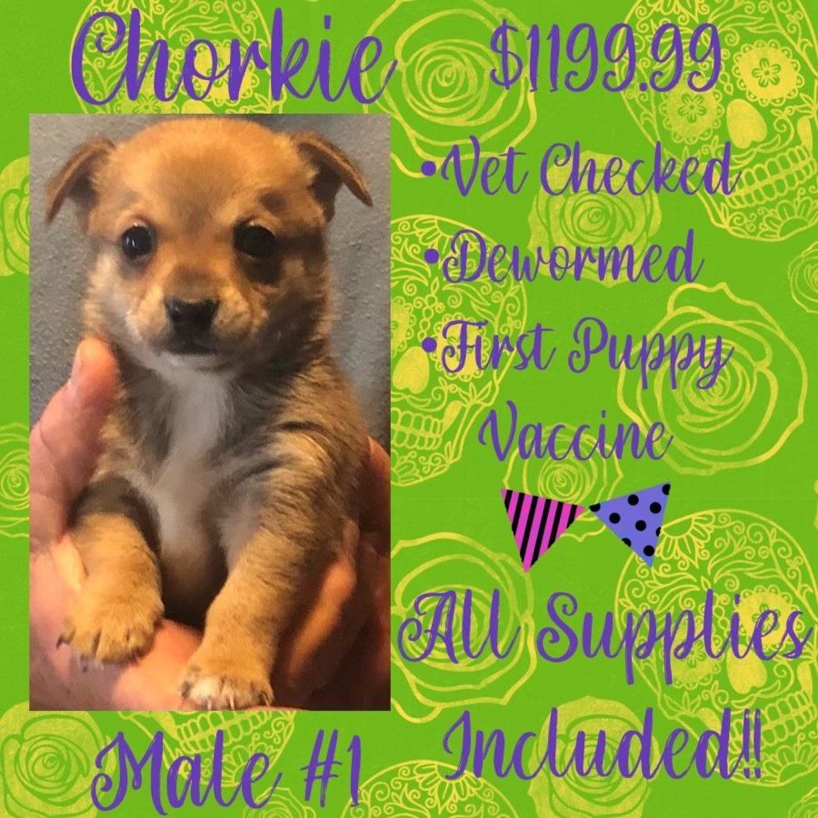 A person is holding a small puppy in their hands.