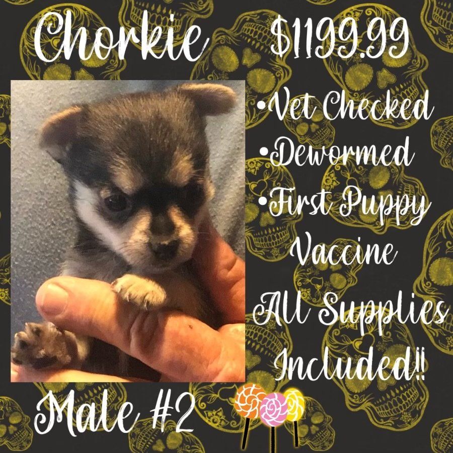 A person is holding a small puppy in their hand