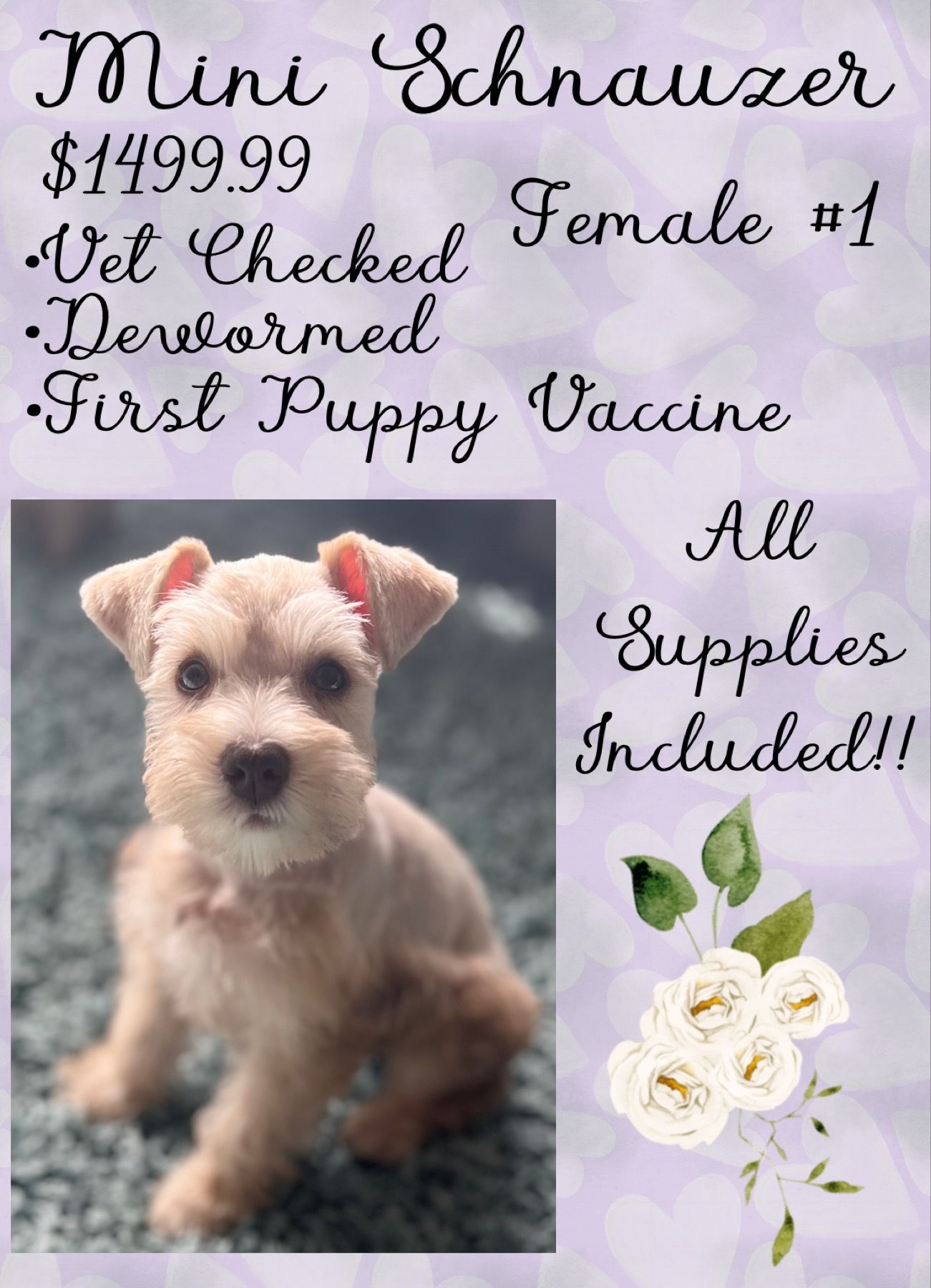 A mini schnauzer puppy is for sale for $ 149.99