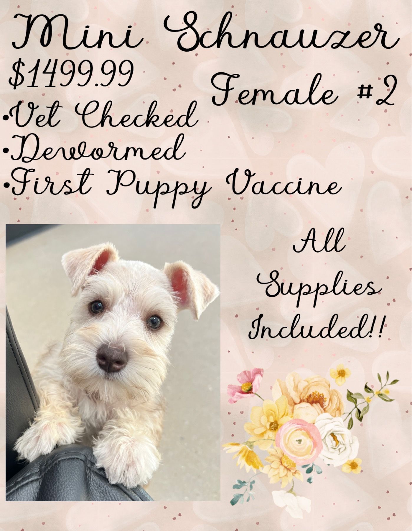 A white schnauzer puppy is sitting on a person 's lap.