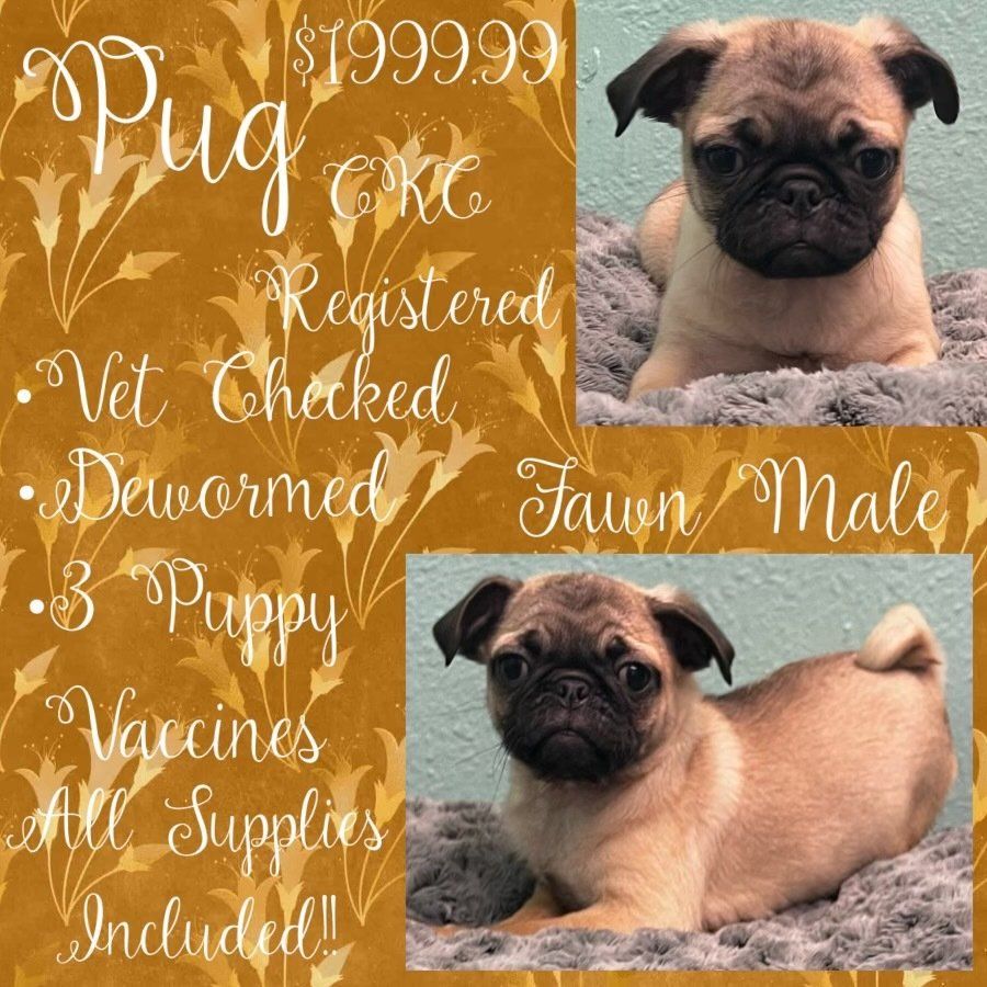 A pug puppy is for sale for $ 1999.99