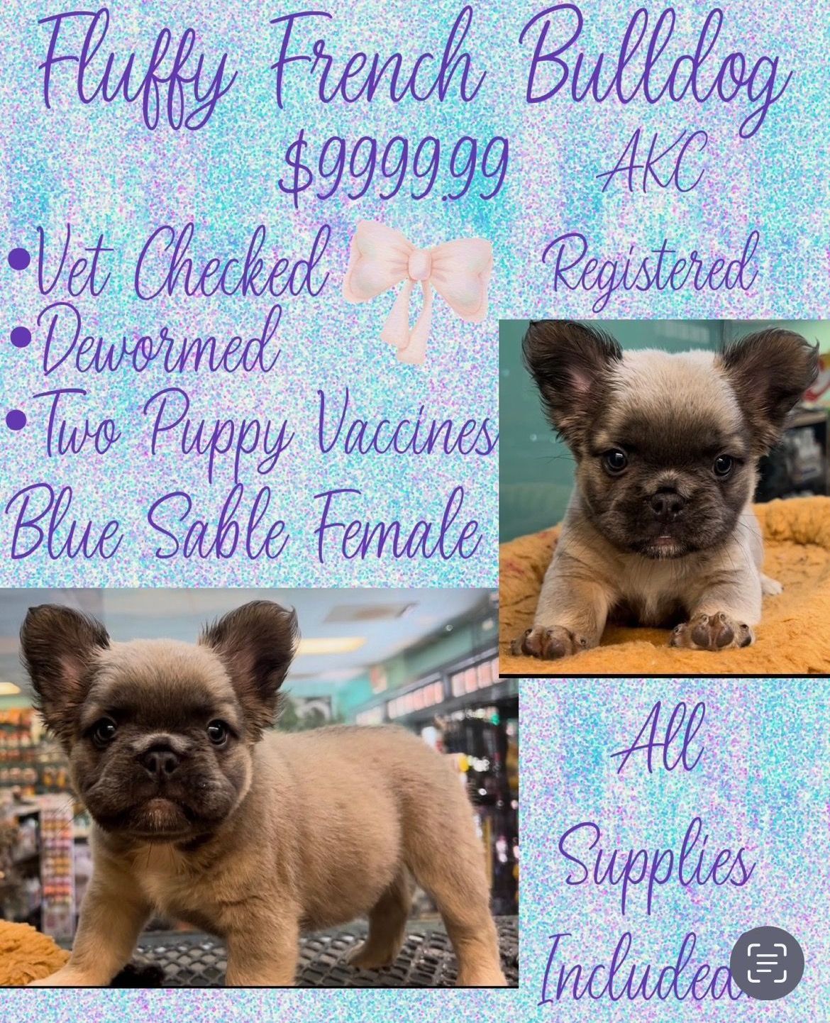 A fluffy french bulldog puppy is for sale.