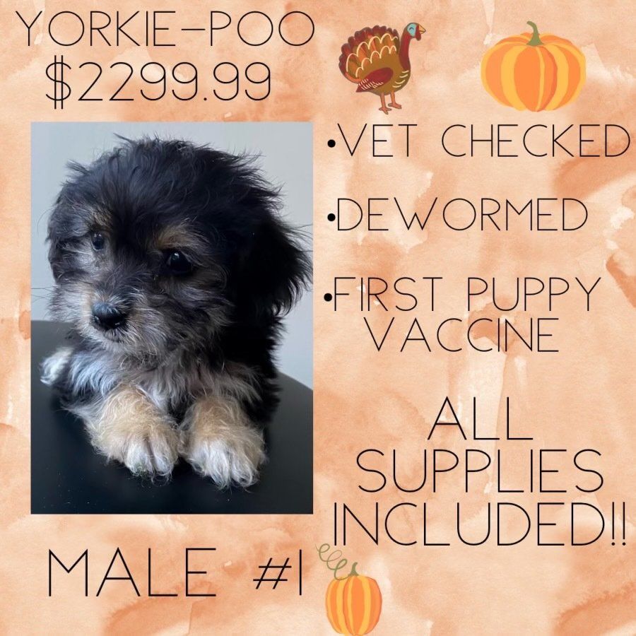 A yorkie-poo puppy for sale for $299.99