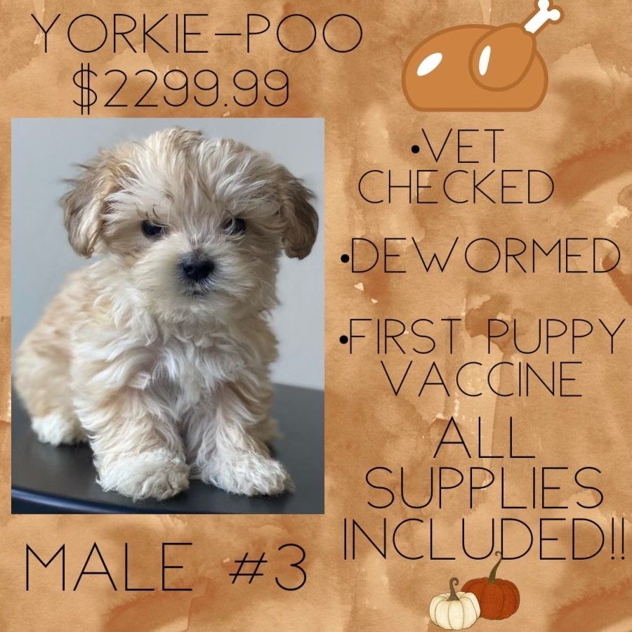 A picture of a yorkie poo puppy for sale