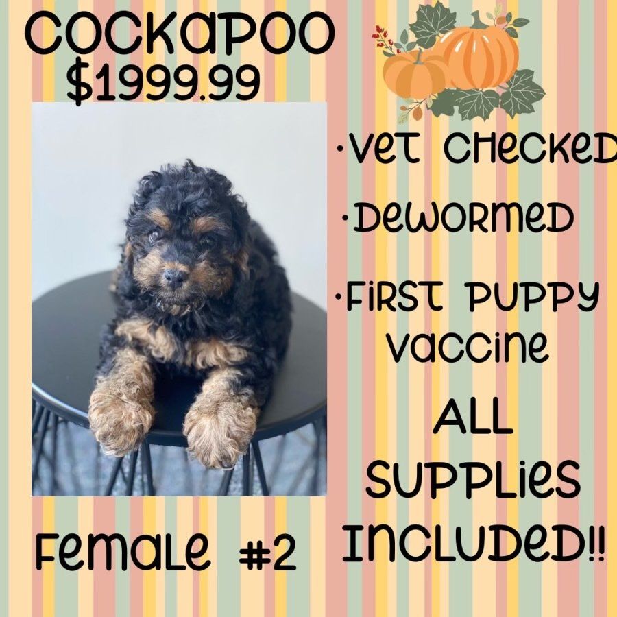 A cockapoo puppy is for sale for $ 199.99