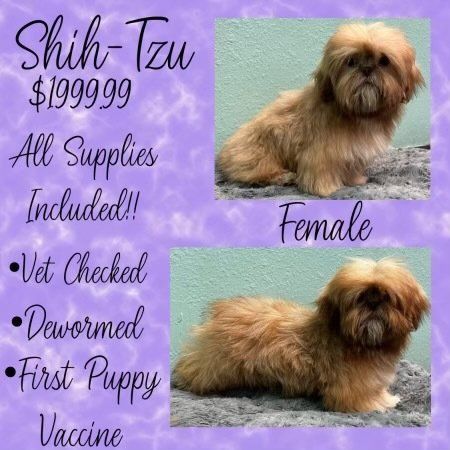 A shih tzu puppy for sale with all supplies included