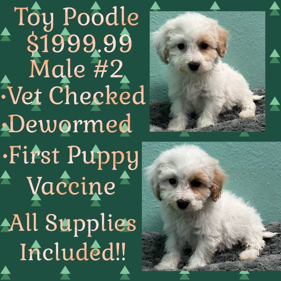 A toy poodle puppy is for sale for $199.99