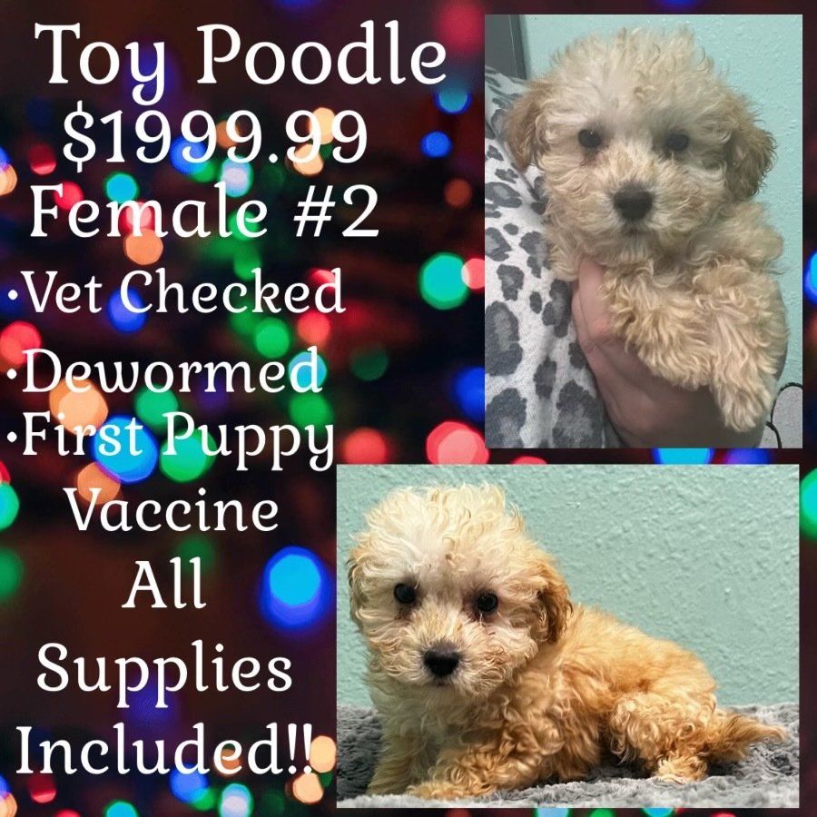 A toy poodle female # 2 is for sale for $199.99