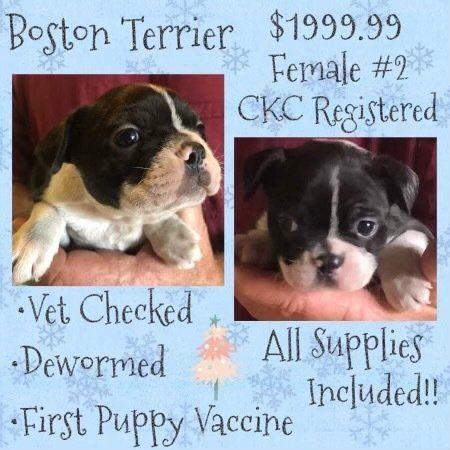 A boston terrier puppy is for sale for $199.99