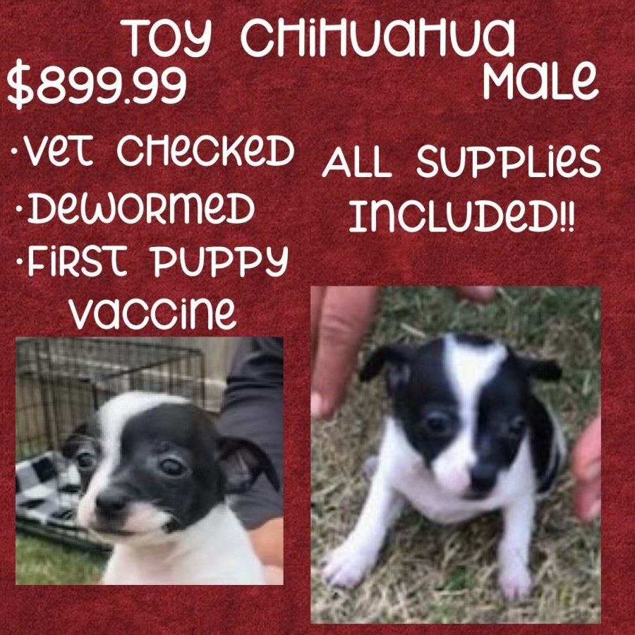 A toy chihuahua puppy for sale for $ 899.99