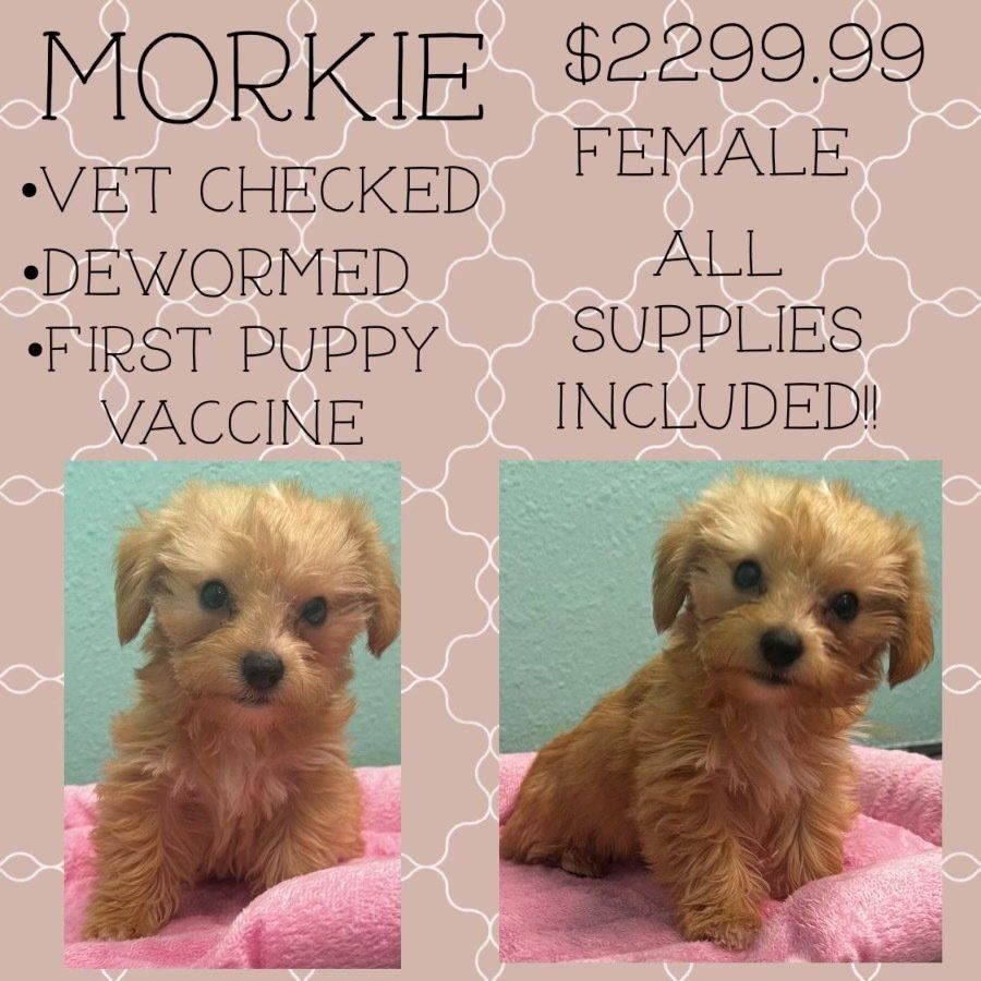 A morkie puppy for sale for $ 229.99 with all supplies included