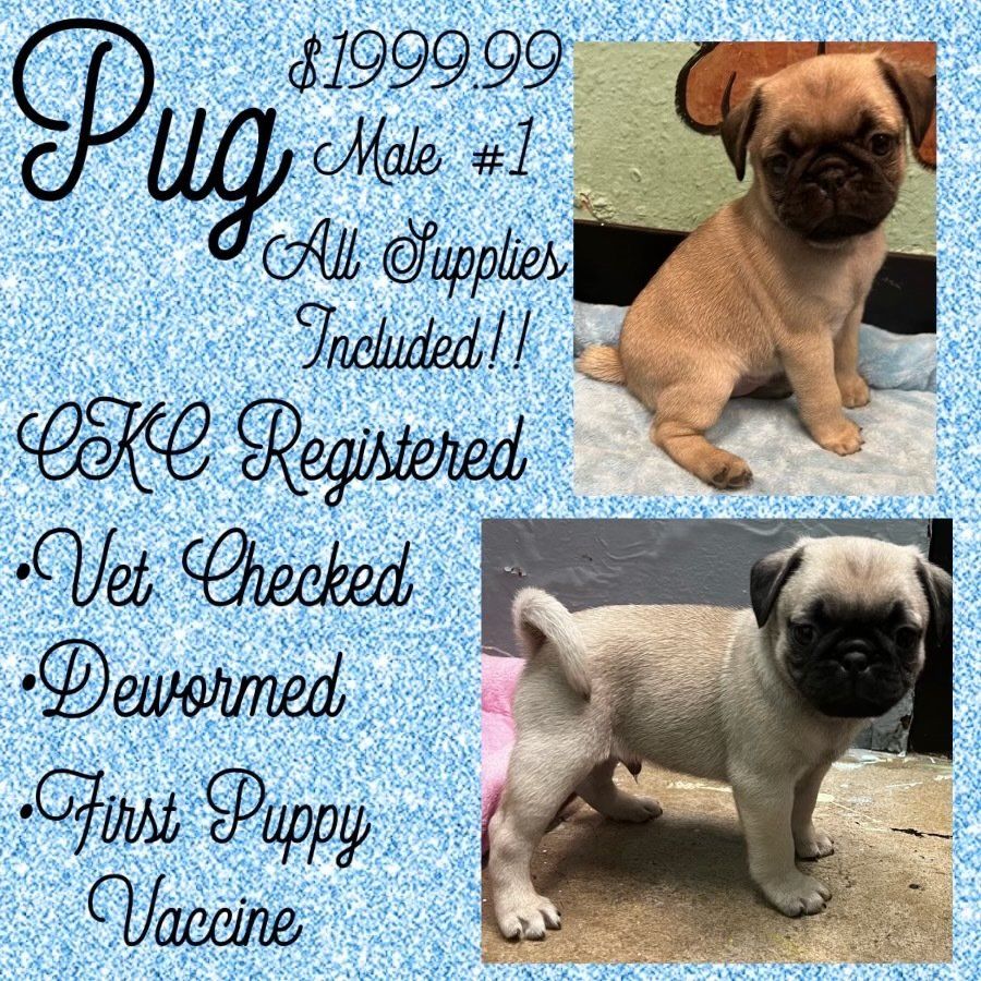 A pug puppy is for sale for $ 199.99.