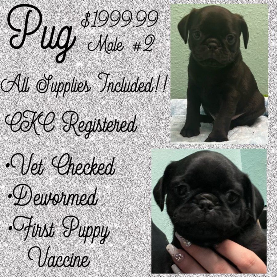 A black pug puppy is for sale for $ 199.99
