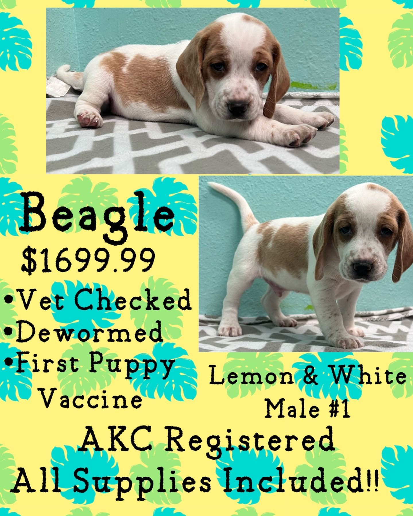A beagle puppy is for sale for $ 1699.99