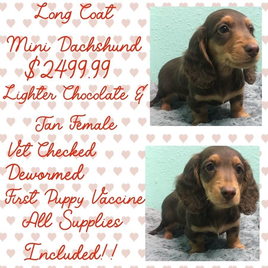 A long coat mini dachshund for sale for $ 2499.99