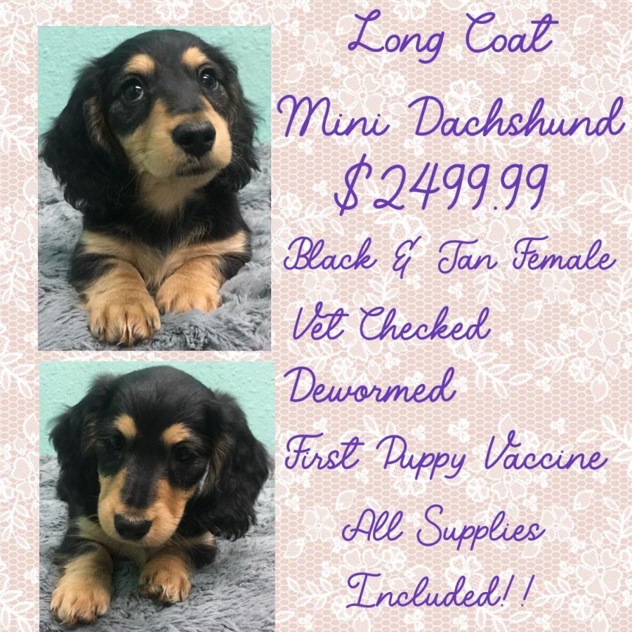 A long coat mini dachshund puppy is for sale for $ 2499.99.