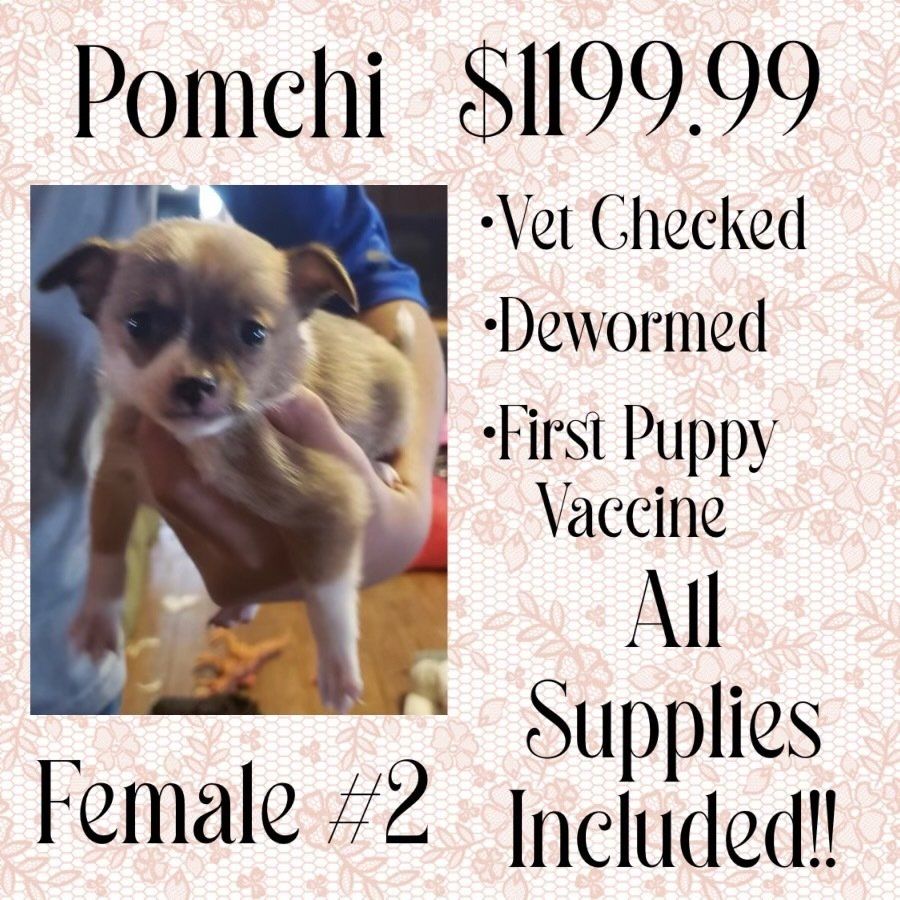 A pomeranian puppy is for sale for $ 199.99