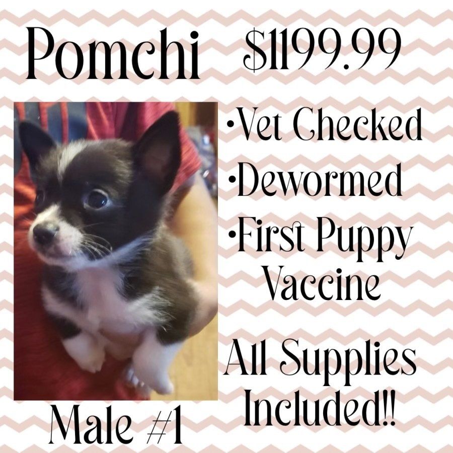 A pomeranian puppy is for sale for $ 199.99