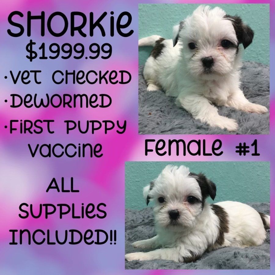 A picture of a puppy that is for sale for $ 199.99