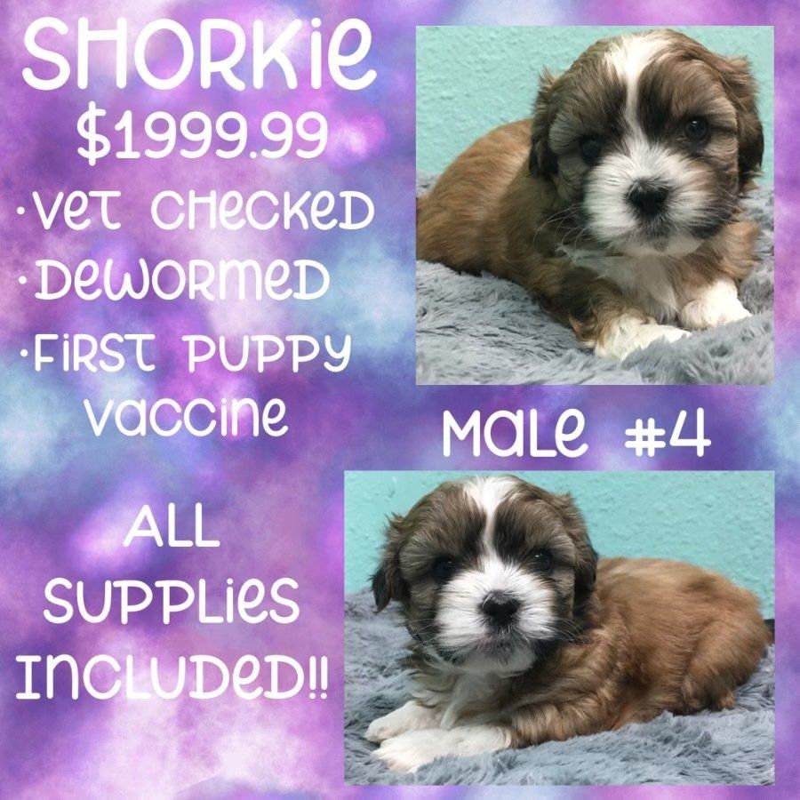 A picture of a puppy laying on a blanket that says ' sharkie ' on it