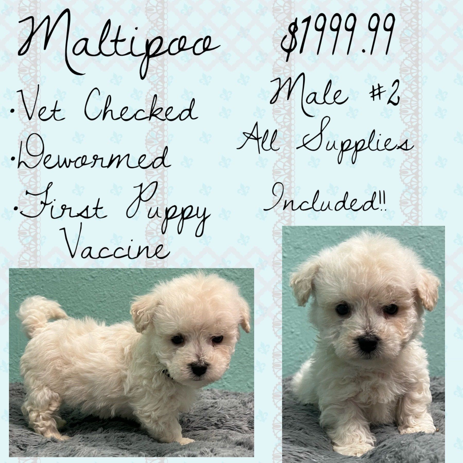 A maltipoo puppy is for sale for $ 199.99