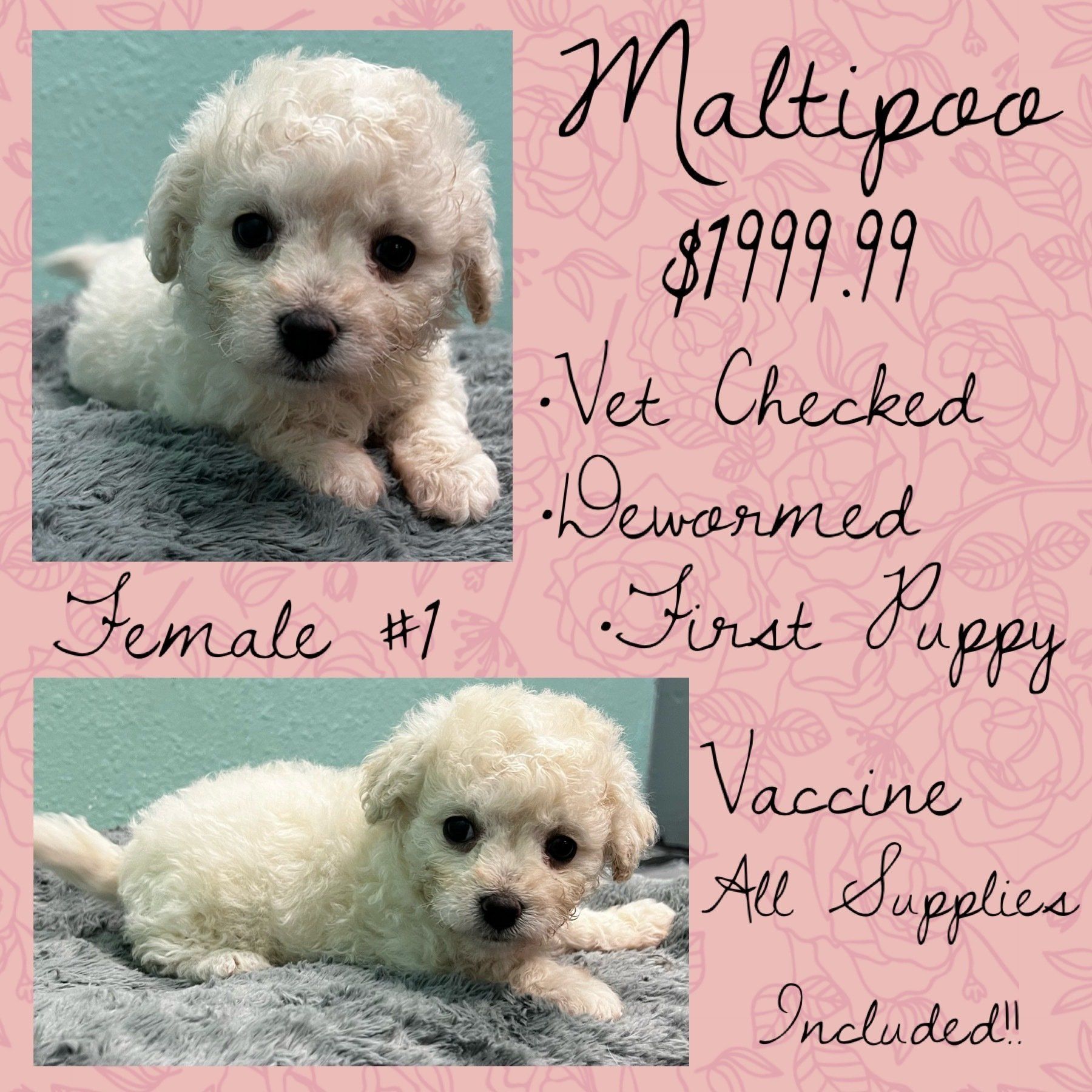 A small white puppy is for sale for $ 1999.99