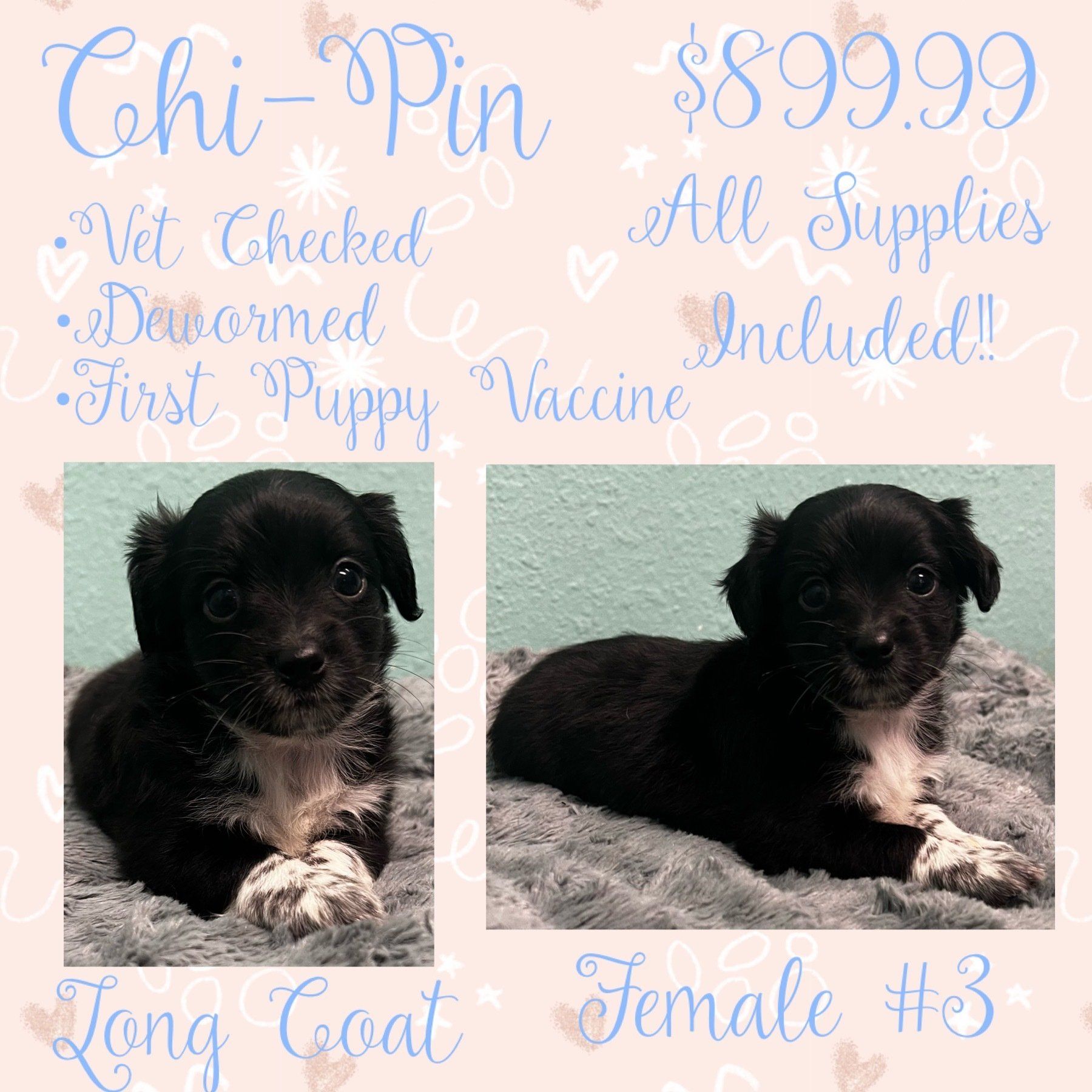 A chihuahua puppy is for sale for $ 899.99.