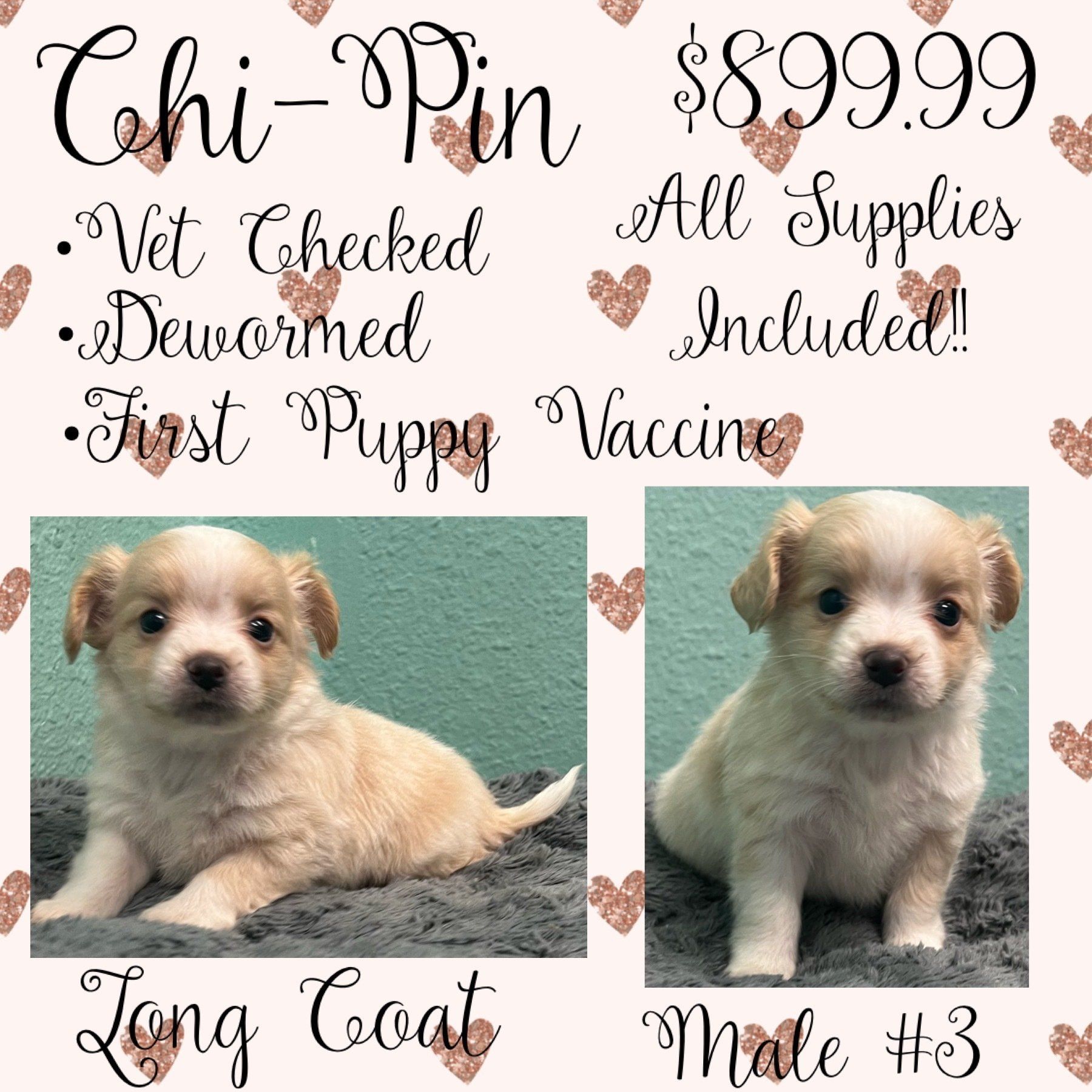 Two chihuahua puppies are sitting next to each other on a blanket.