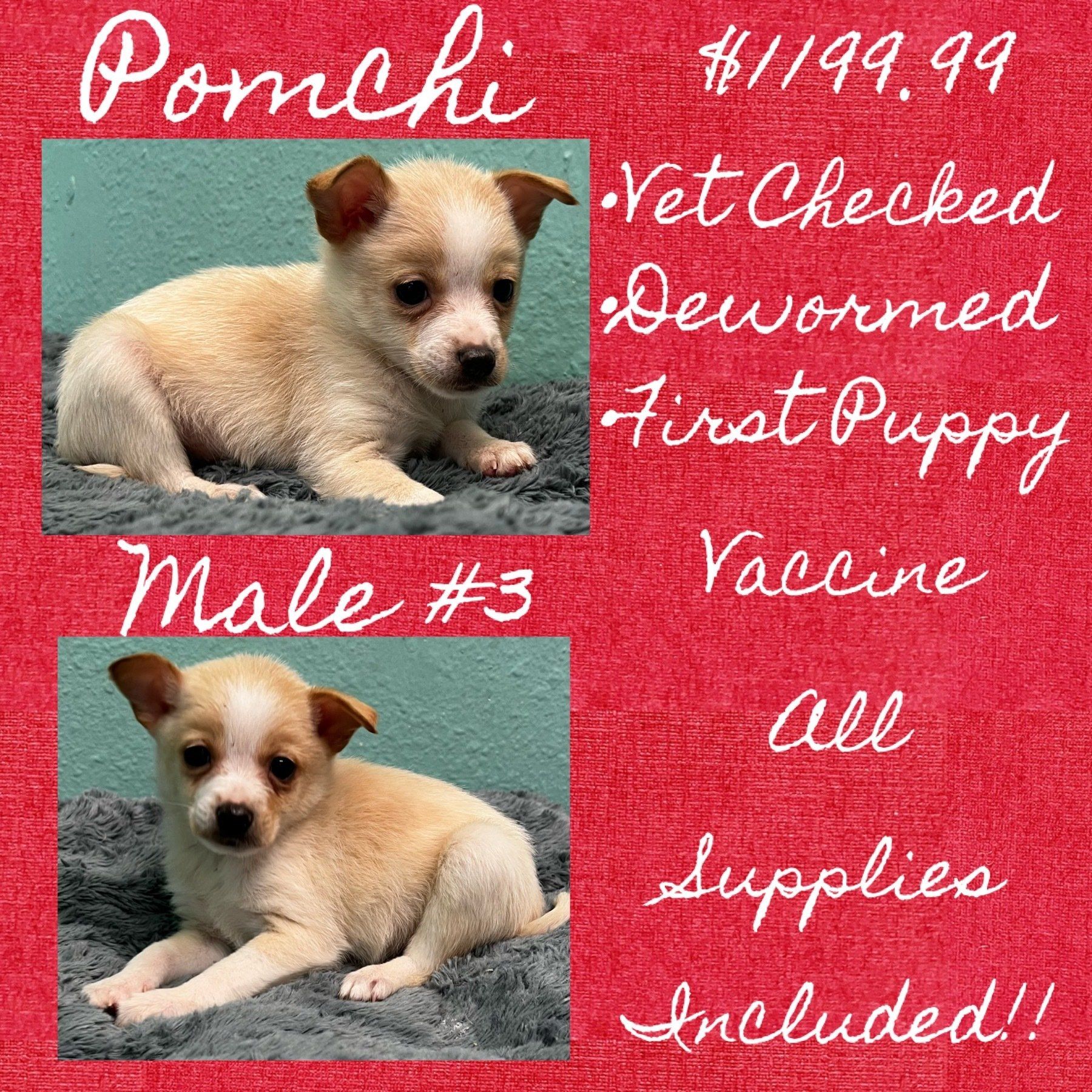 A pomeranian puppy is for sale for $ 199.99