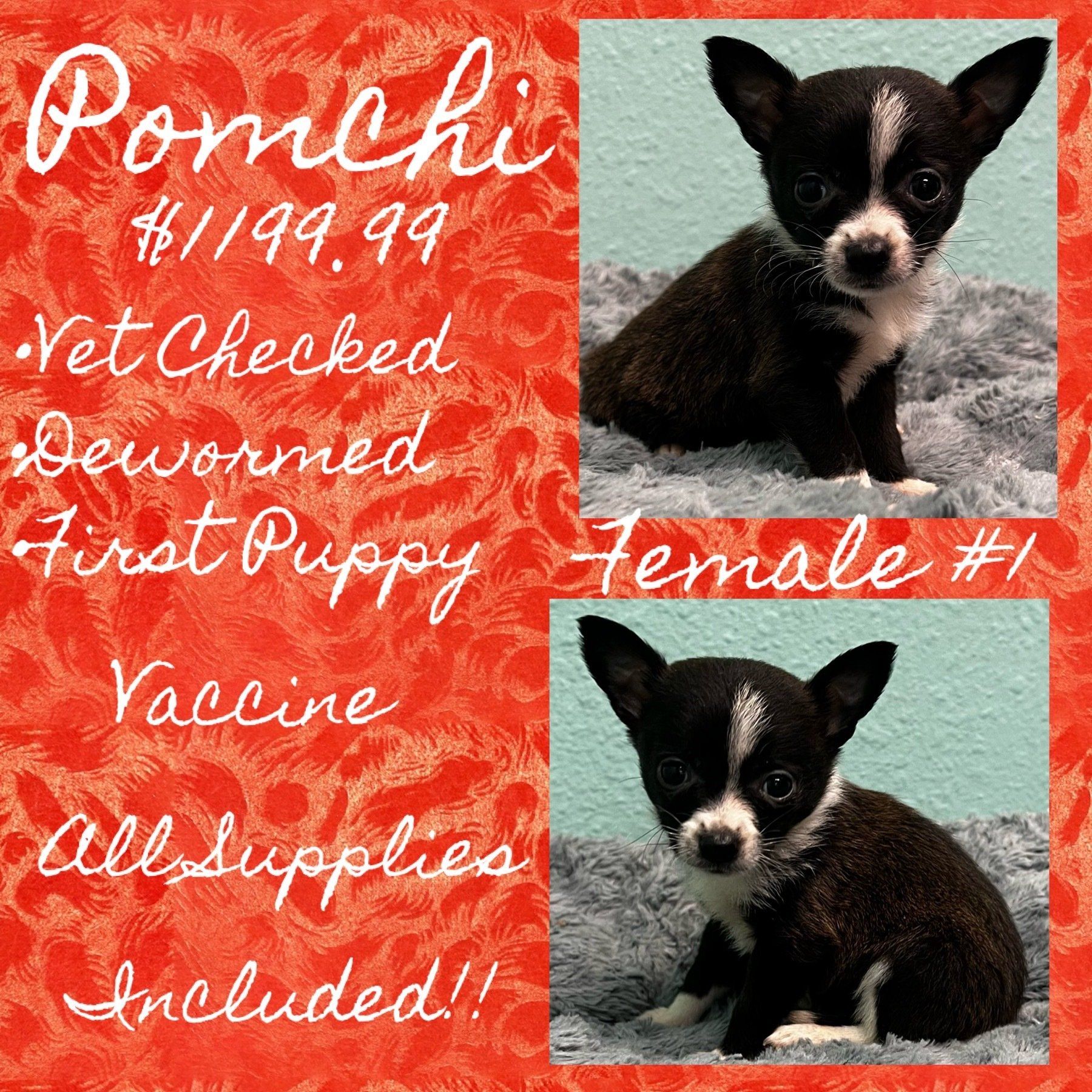 A black and white chihuahua puppy is for sale for $ 199.99