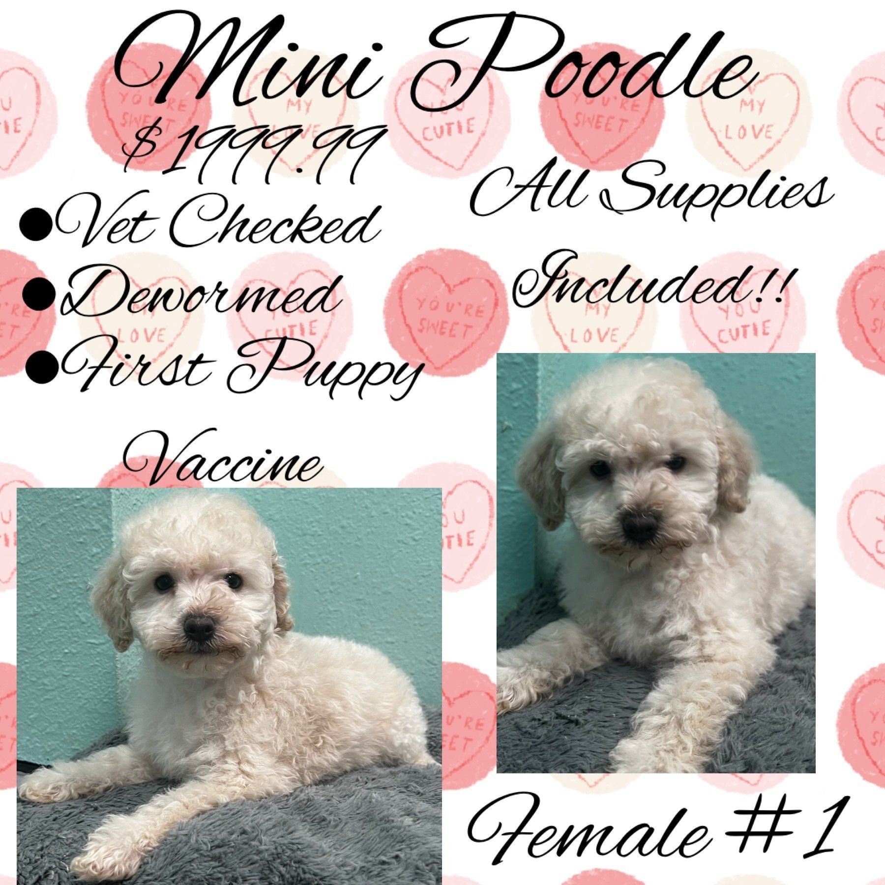 A white poodle puppy is for sale for $ 1799.99.