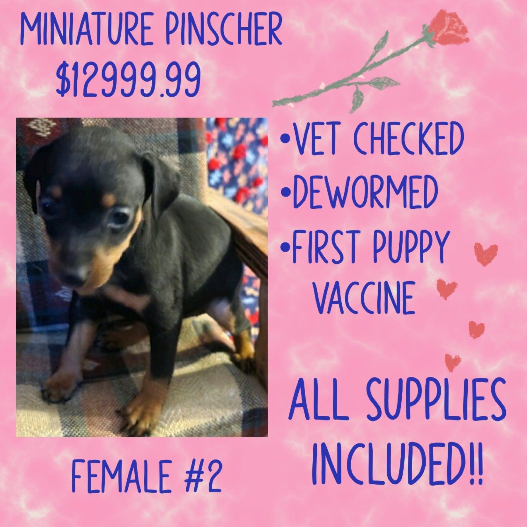 An ad for a miniature pinscher puppy female # 2
