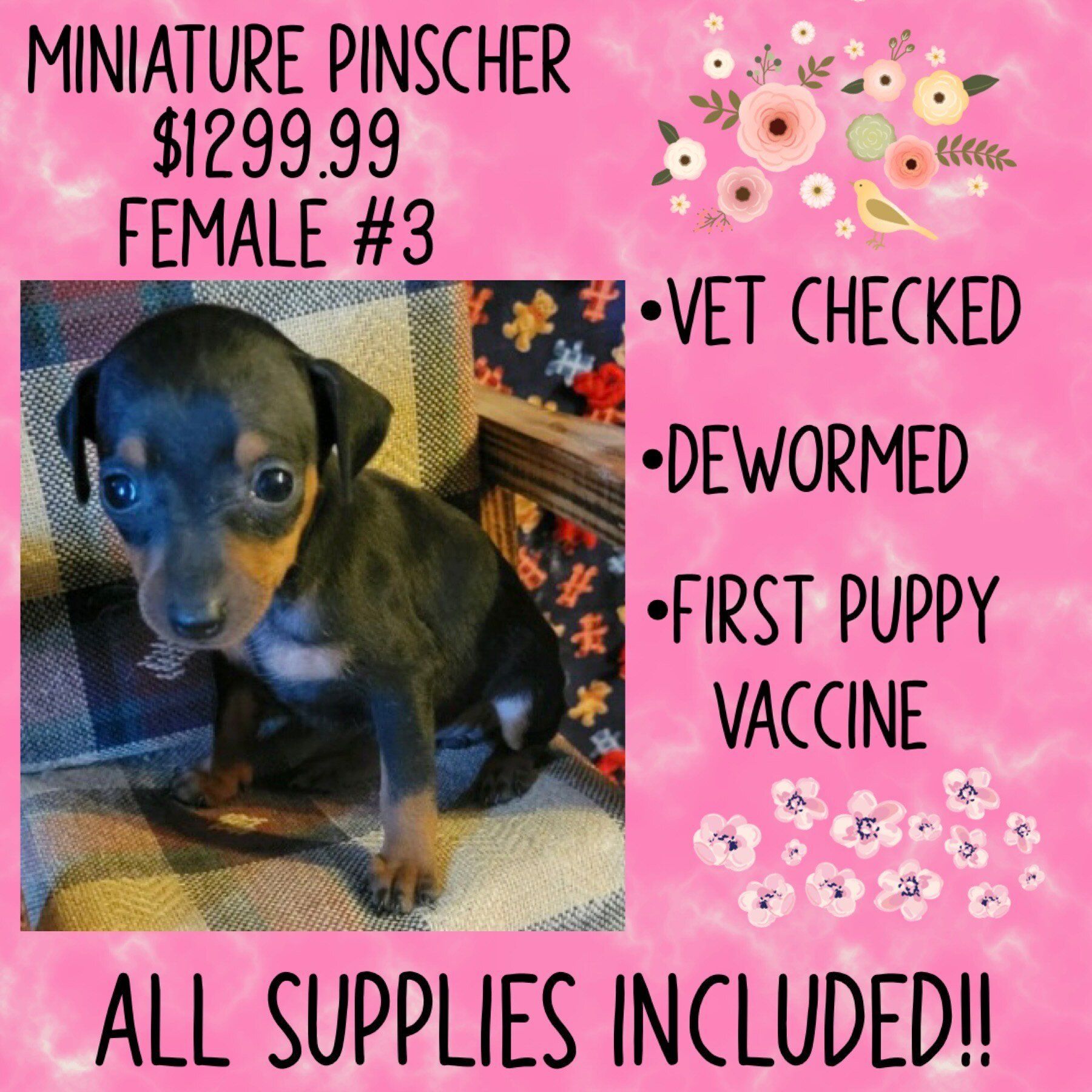 An ad for a miniature pinscher female # 3