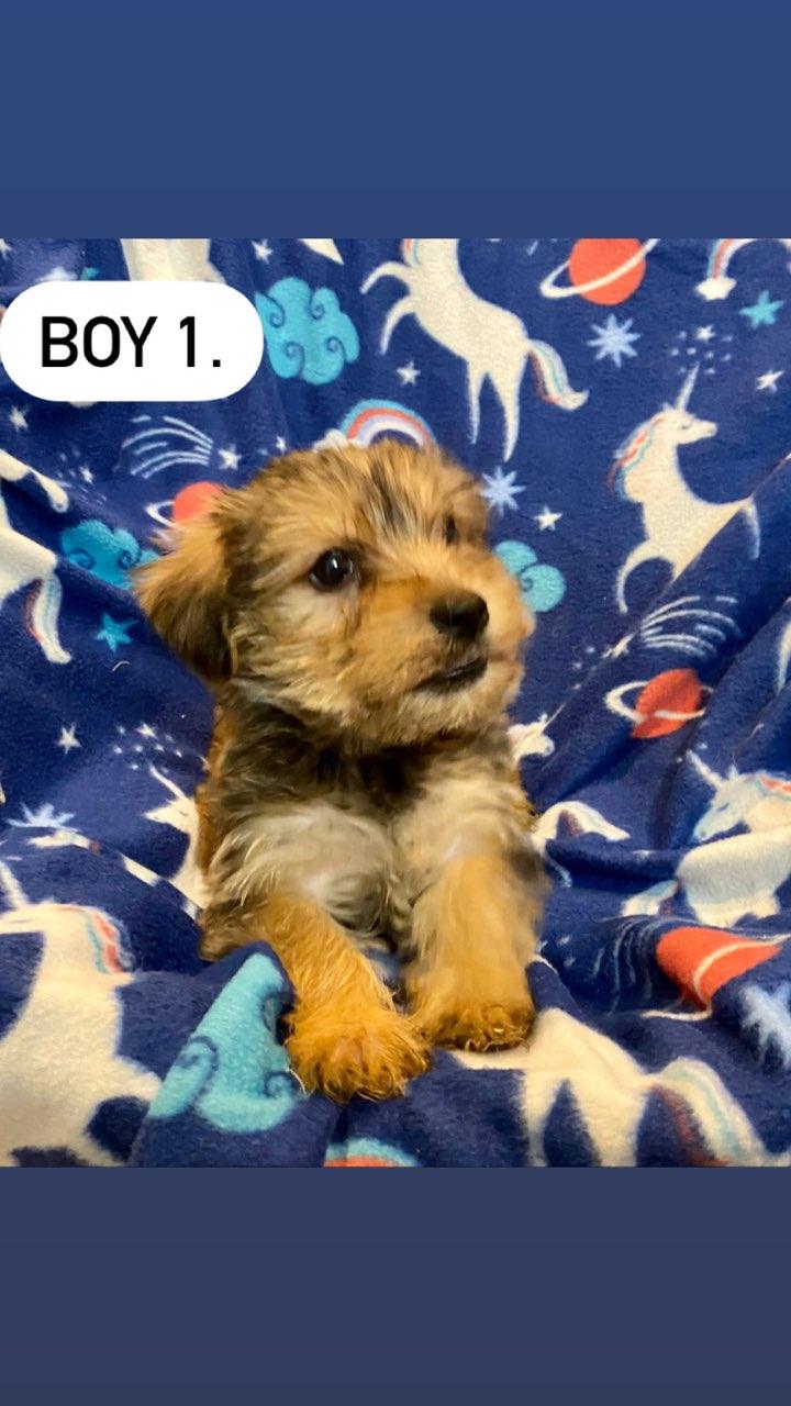A puppy is laying on a blue blanket with unicorns on it.